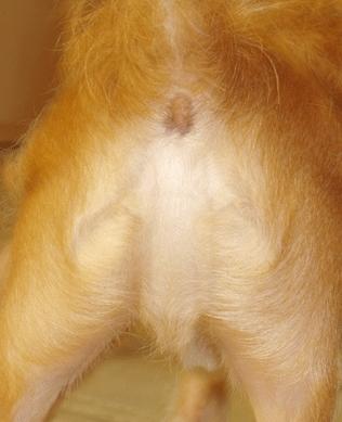 zmxwpgkczzcj uf646841280934467dogbuttjesus