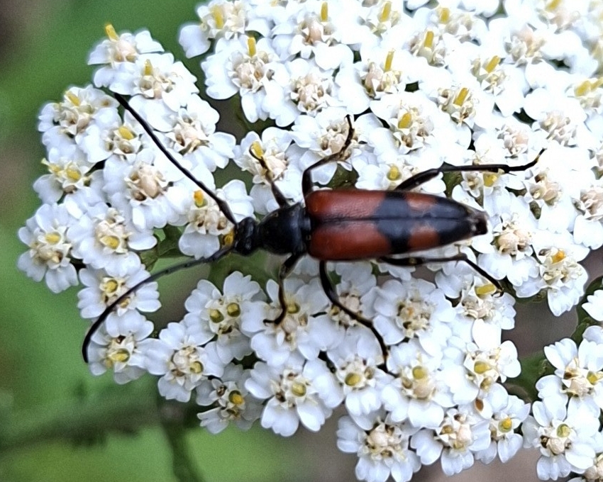 Kfer-Zweibindiger-Schmalbock