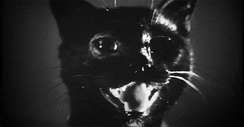 horr cat gif - Copy