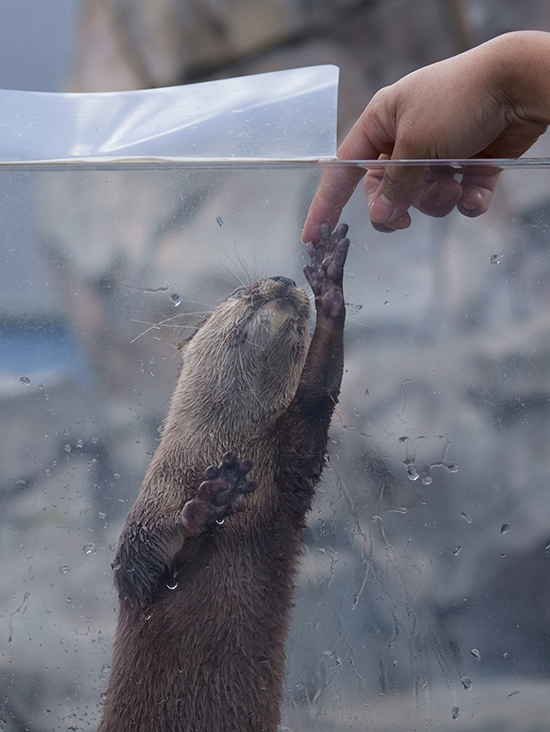michelangelo otter - Copy