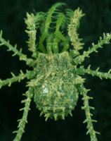 Lomanius sp