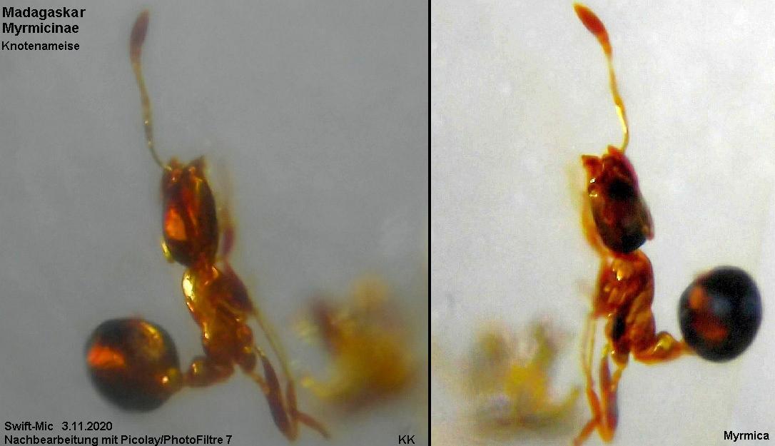 Myrmica KnAm-comb