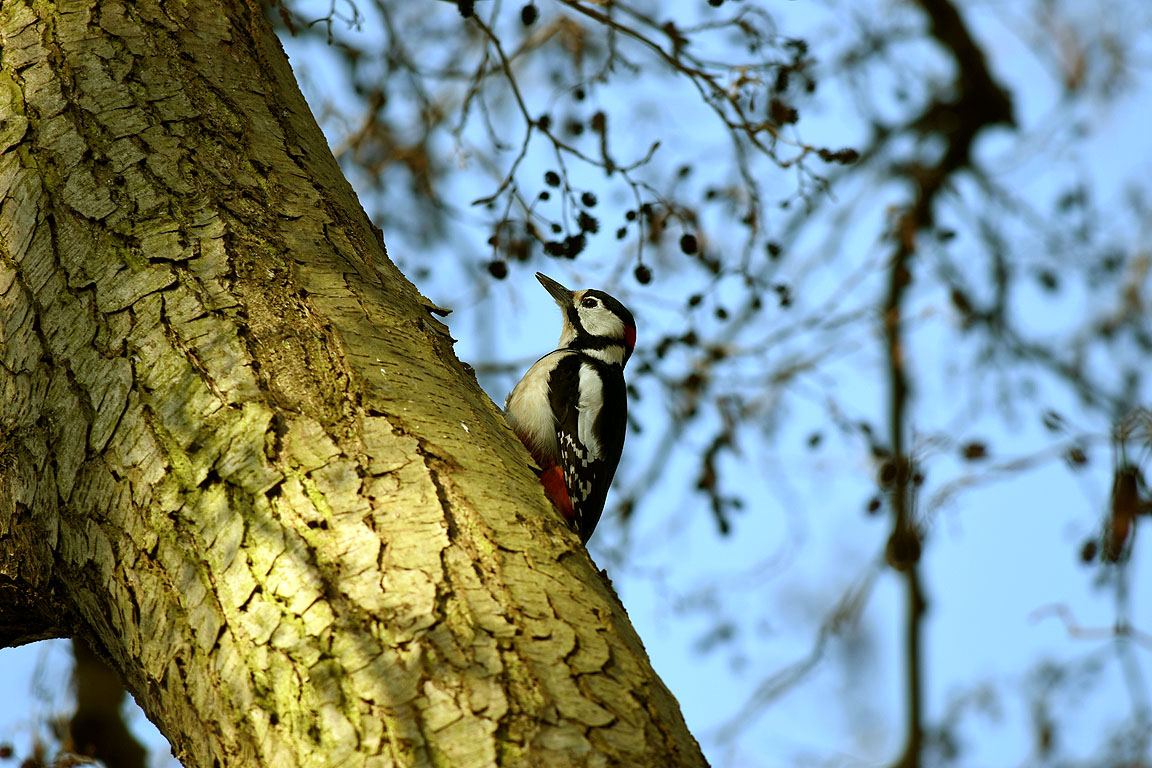 68b9c1dc-b2ba-4e76-857d-491ee31d4913