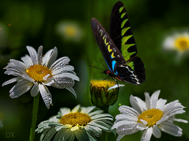 daisy-flowers-12