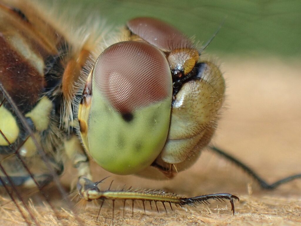 Common-Darter.-face-side.-Ali-Goode-1024