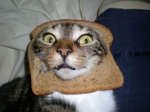 cat-toast