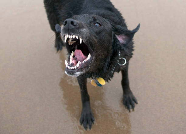 black-labrador-dog-prepares-to-bite