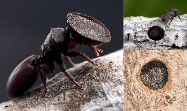 door-head-ant-750x447