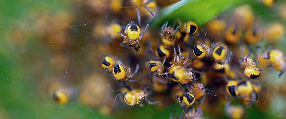 steckbrief kreuzspinne-slider erwachsenw