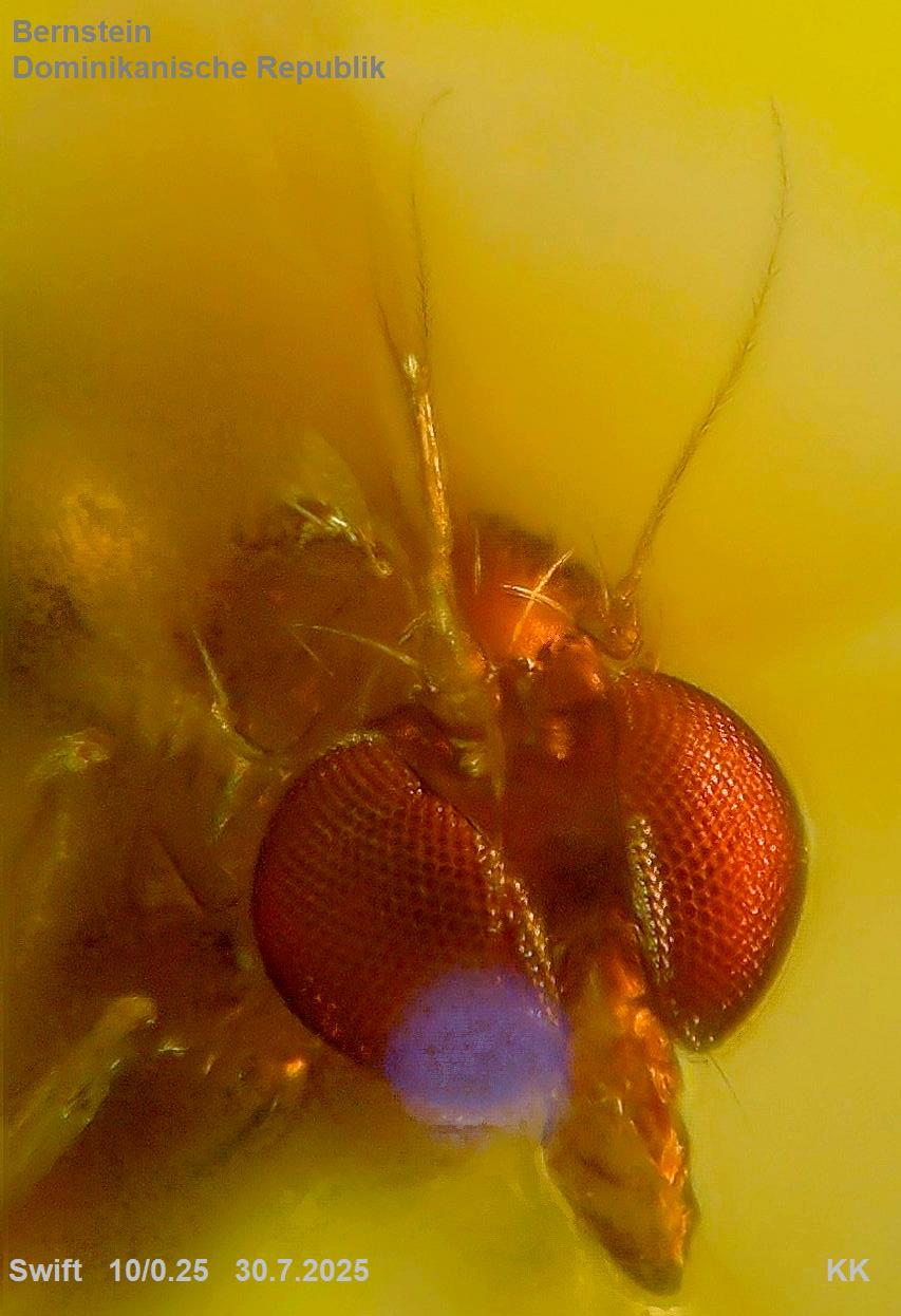 DomRep Augen