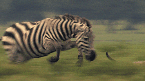 zebras da bew gif - Copy