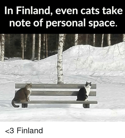 in-finland-even-cats-take-note-of-person