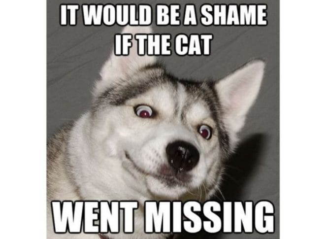 husky meme cat - Copy