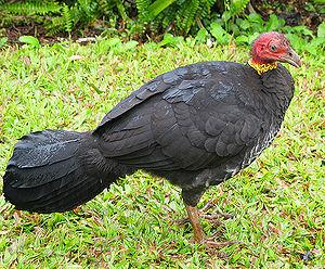 300px-Australian Brush turkey2