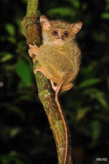 tiere-aus-kalimantan-der-sunda-koboldmak