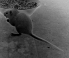 Maus