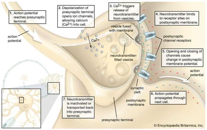 nerve-impulse-transmission-synapse-arriv