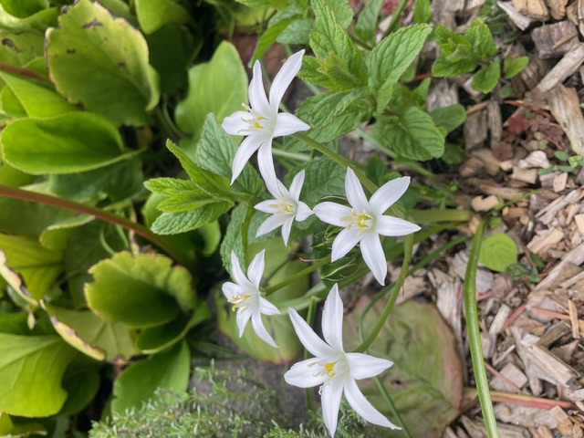 image12