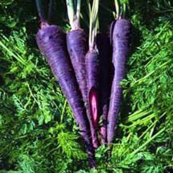 Karotte Purple Haze Samen 1 600x600
