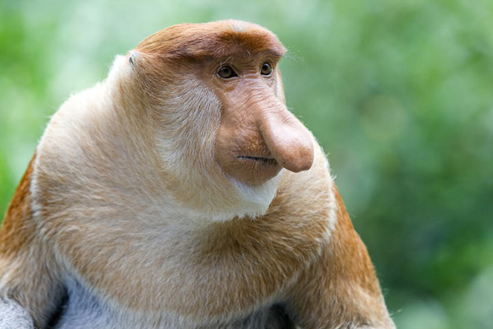 nasenaffe l