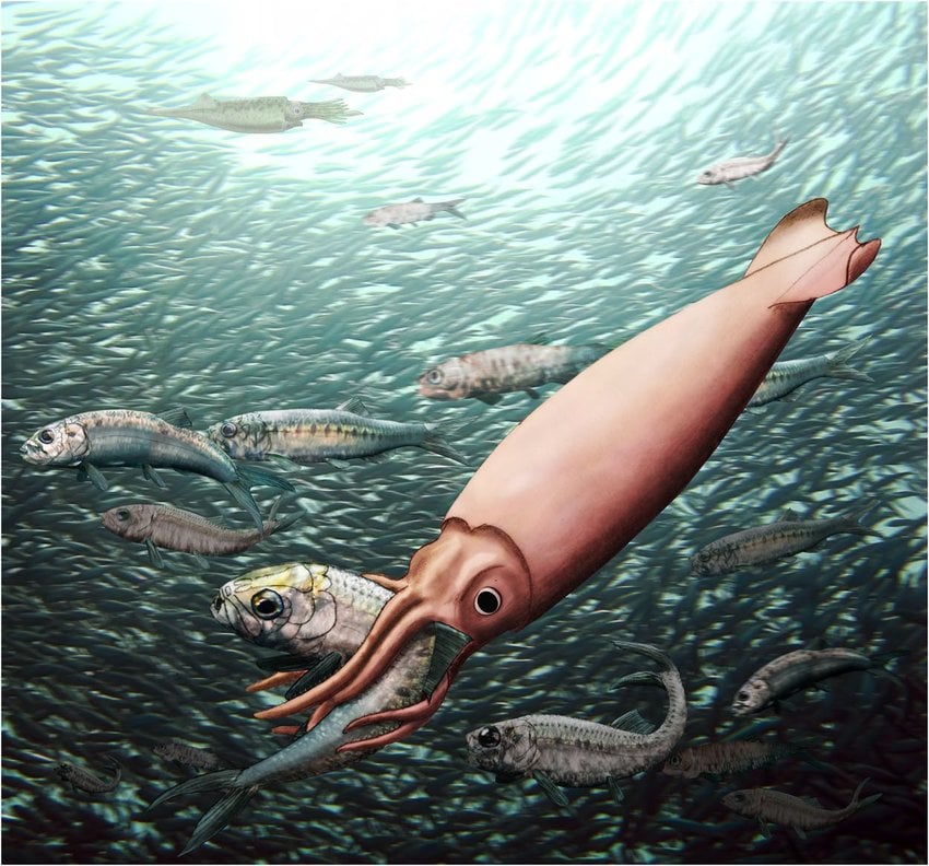 Reconstruction-of-Clarkeiteuthis-conocau