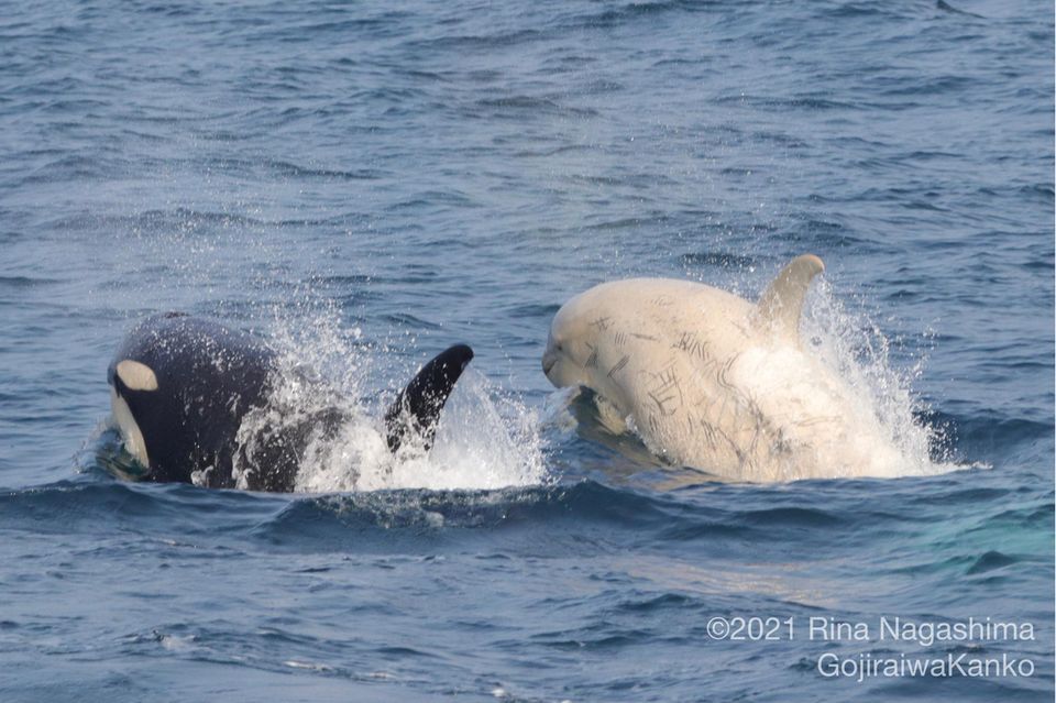 white-orcas-gojiraiwa-kanko
