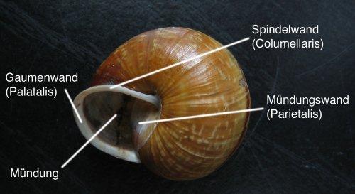 Schneckengehaeuse unten