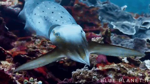 cuttlefish-hypno-01