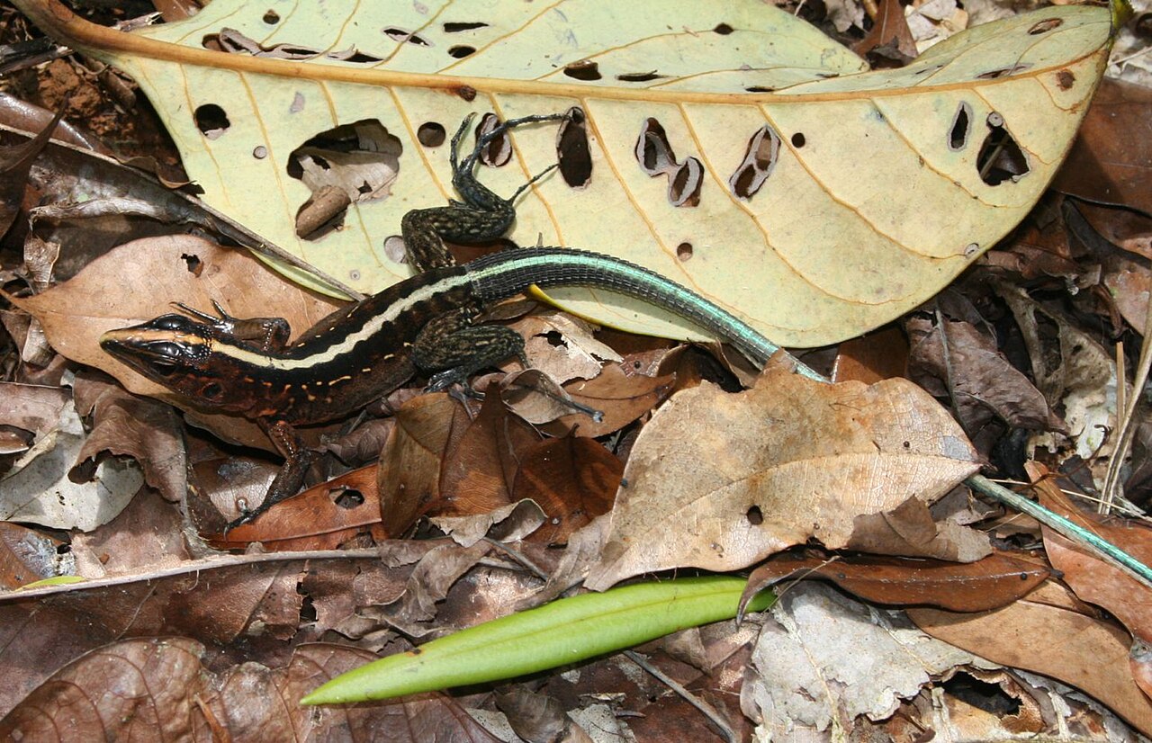 Ameiva festiva 2