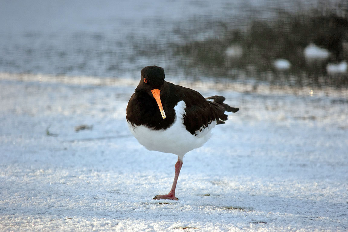 862db822-49d2-4ce4-a44e-68caceaac304