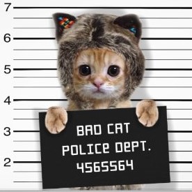 mugshotkatze verruckte katze miezekatze 