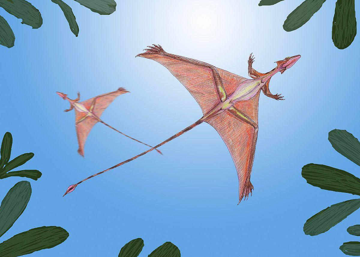 1200px-Sharovipteryx