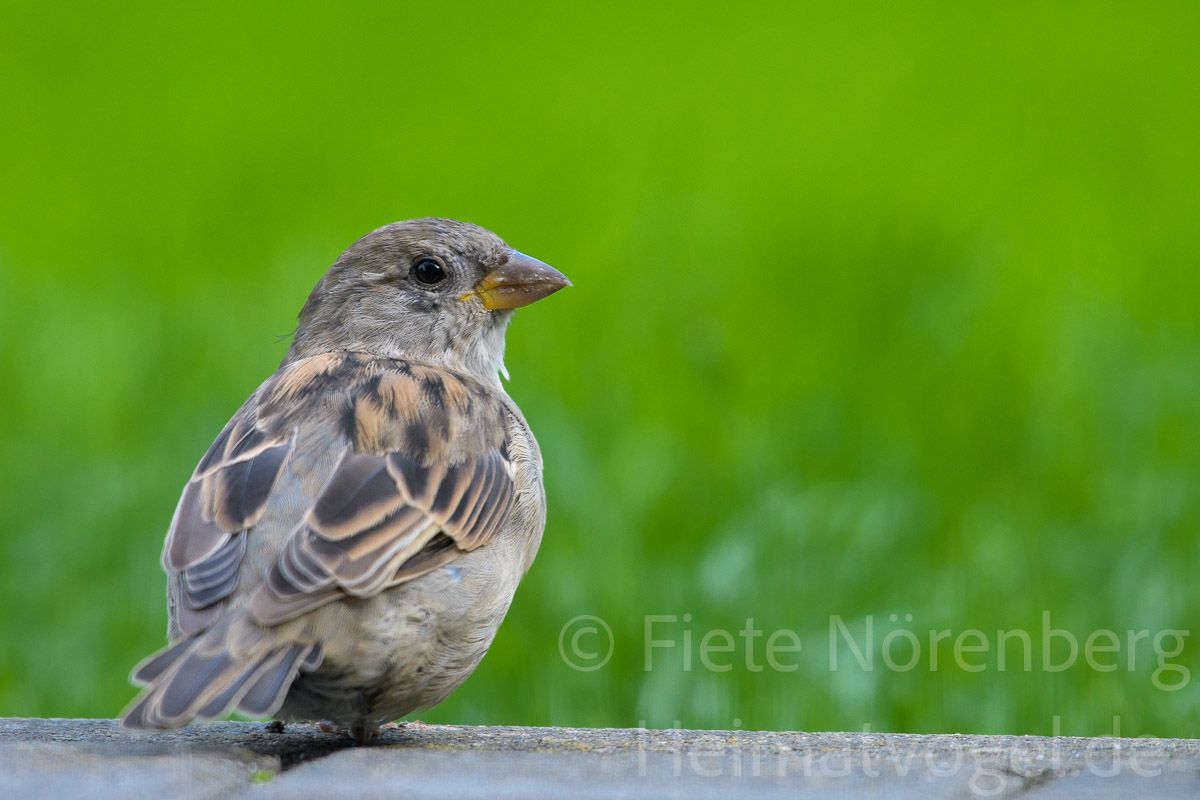 Haussperling-IMG-00001-3365