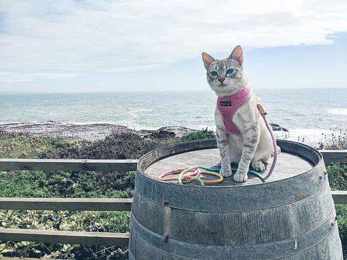 cat-on-wine-barrel