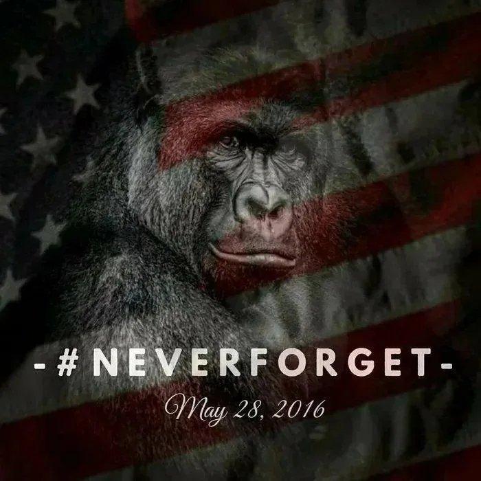 5-years-ago-today-we-lost-Harambe-Never-