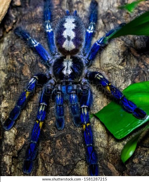 poecilotheria-metallica-gooty-sapphire-t