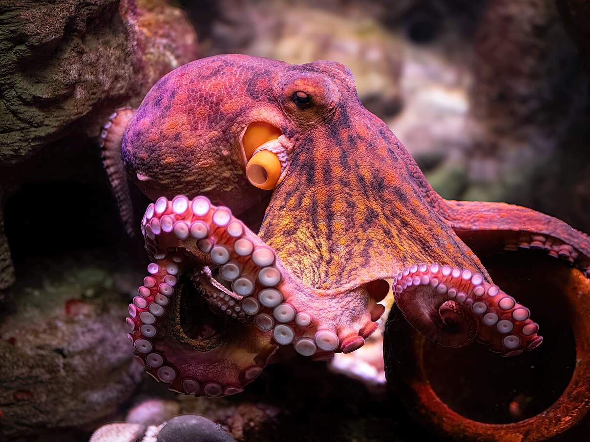csm oktopus-2178833292-c-GettyImages 045