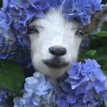 ziege-flower