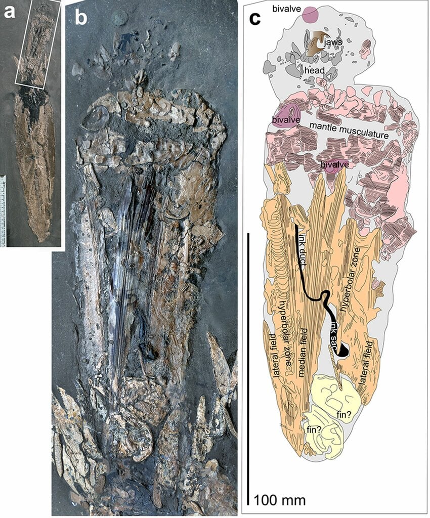 Detail-of-Fig-1-showing-only-the-prey-co