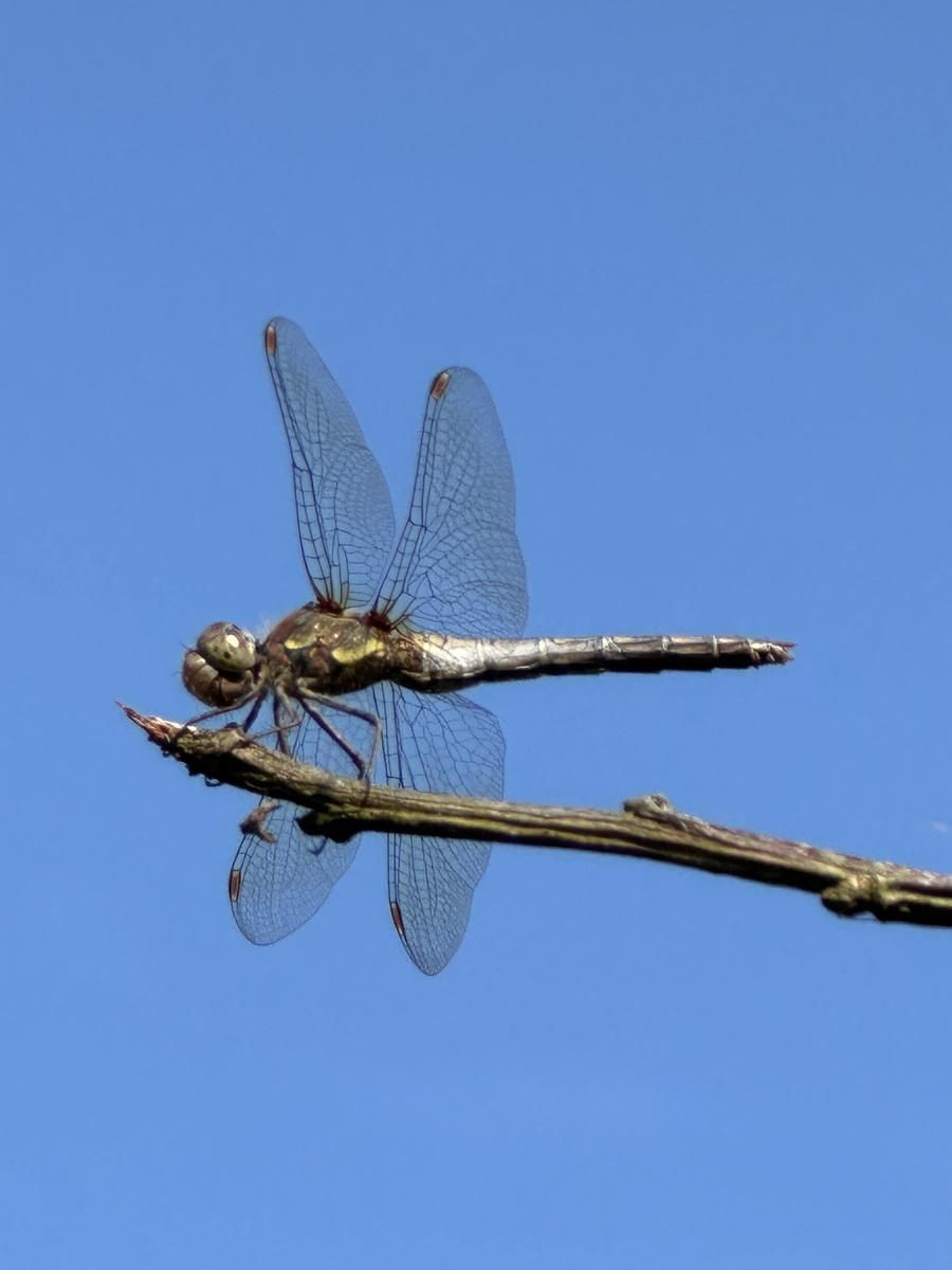 libelle