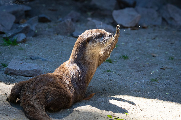 otter yo ich bin - Copy