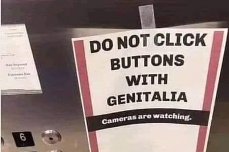 genitalia