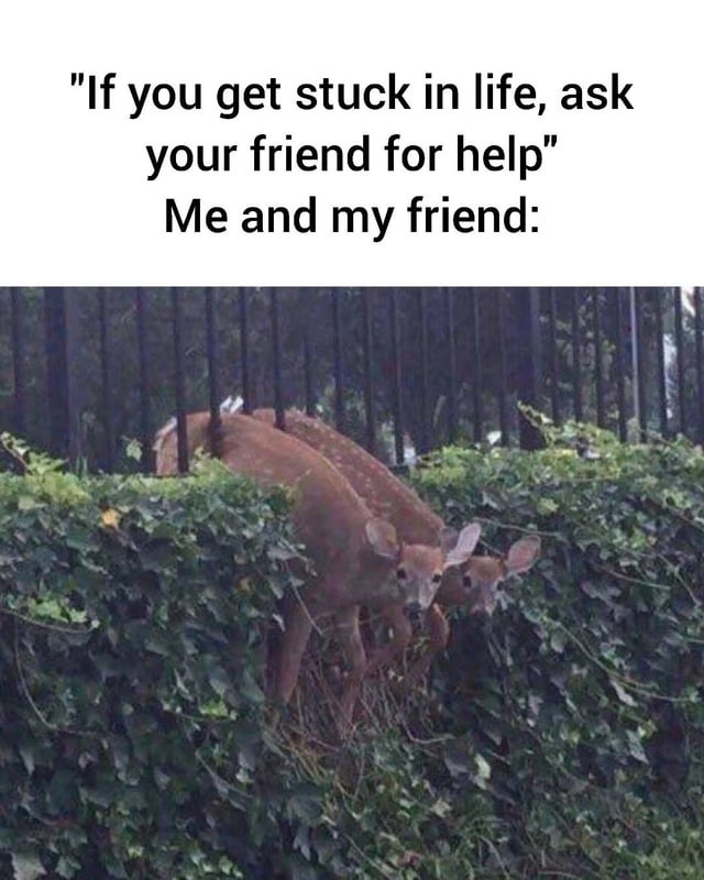my-buddy-always-with-me-v0-cw33f3wfq5rf1