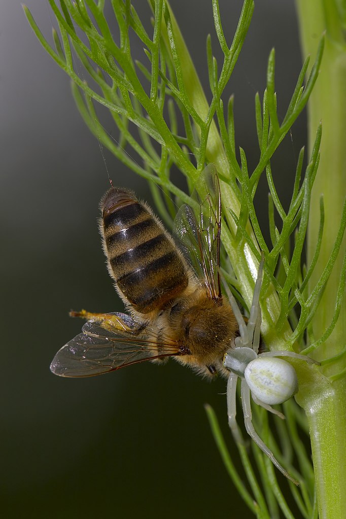 682px-Misumena vatia Apis mellifera