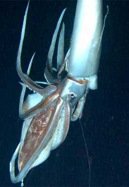 Live giant squid in natural habitat