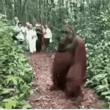 ape-running