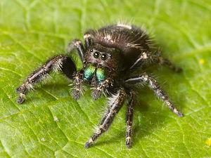 300px-Kaldari Phidippus audax 01