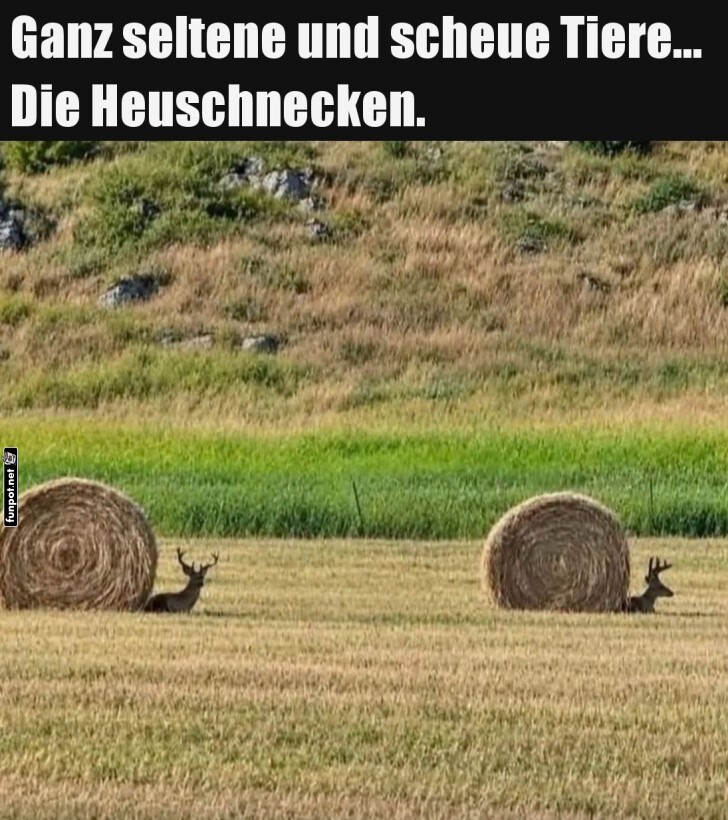 Entdecke die seltene Heuschnecke