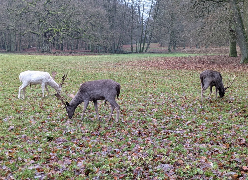 5552ccb3-12cc-4195-80cc-6ba4304bbf30 cop