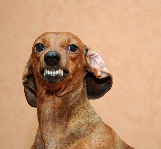 istockphoto-147694372-612x612
